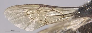 Media type: image;   Entomology 16205 Aspect: Wing front